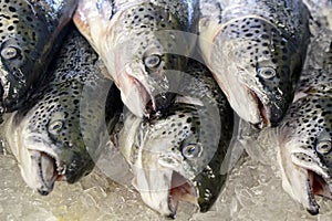 Fresh salmon at stall of fishmonger