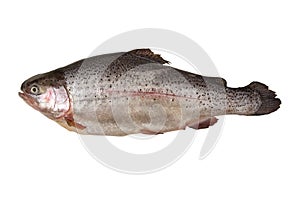 Fresh salmon trout