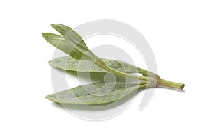 Fresh saltbush leaves