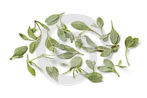 Fresh saltbush leaves