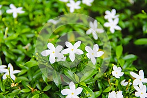 Fresh sampaguita jasmine or officinale jasminum white flower blooming in garden background