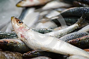 Fresh Sand whiting fish freezing on the ice at a fish market.