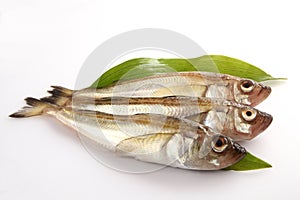 Fresh Sandfish on White Background