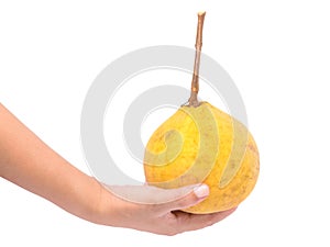 Fresh santol fruit in hand isolated on white