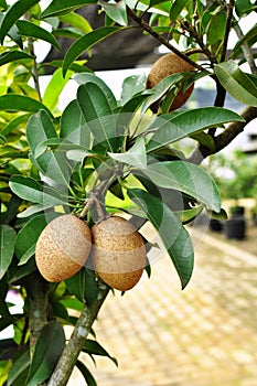 Fresh sapodilla on the tree