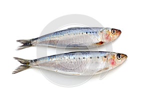 Fresh sardine fish