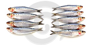 Fresh sardine fish