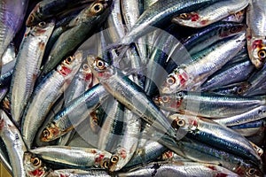 Fresh Sardine Fish in Dammam fish market photo