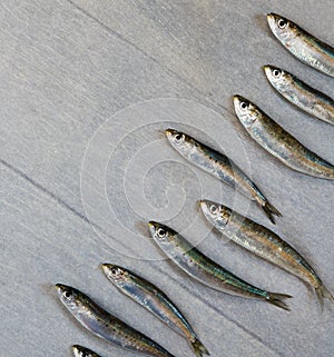 Fresh sardine