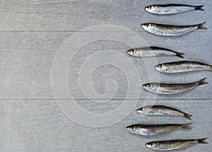 Fresh sardine