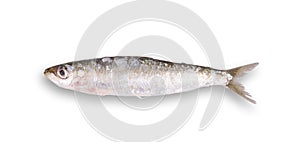 Fresh sardine in white background