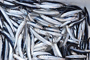 Fresh Sardines