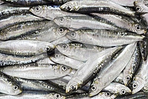 Fresco sardinas 