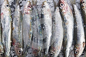 Fresh sardines on a coarse salt layer over a slate background