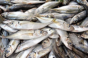 Fresh Sardines Fish at the market