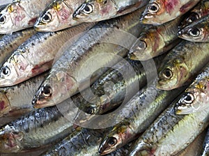 Fresh Sardines