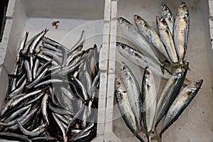 Fresh Sardines, Mercato Orientale, Genoa, Italy