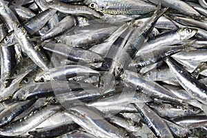 Fresh sardines from non poluted sea