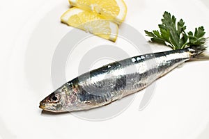 Fresh sardines on a plate