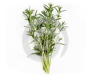 Fresh savory bunch photo