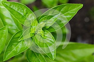 Fresh, savory, sweet, Genovese basil growing in a raised bed gar