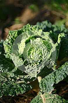 Fresh savoy cabbage