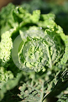 Fresh savoy cabbage