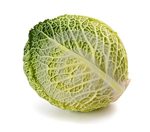 Fresh savoy cabbage