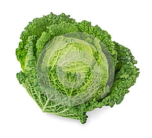 Fresh savoy cabbage