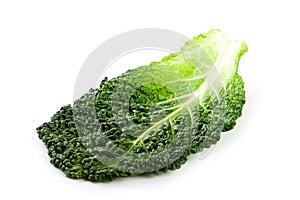 Fresh savoy cabbage leaf