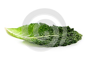 Fresh savoy cabbage leaf