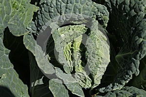 Fresh `Savoy Cabbage` plant leaves - Brassica Oleracea var. Sabauda `Paradiesler`