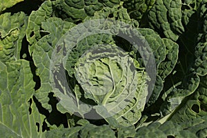 Fresh `Savoy Cabbage` plant leaves - Brassica Oleracea var. Sabauda `Paradiesler`