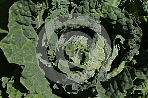 Fresh `Savoy Cabbage` plant leaves - Brassica Oleracea var. Sabauda `Paradiesler`