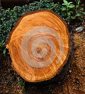 Fresh sawed tree stump on street