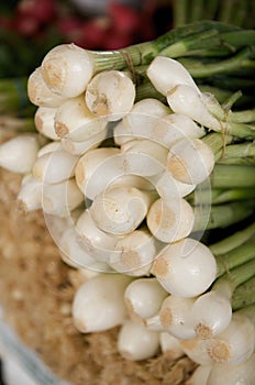 Fresh Scallions on a farmers market stan photo