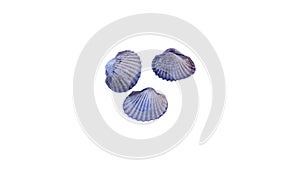 Fresh scallop isolated on white background healthy seafood high in iron nourish blood, nourish the body