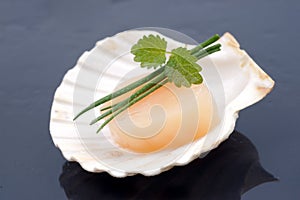 Fresh scallop