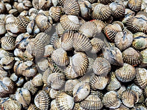 Fresh scallops, cockles shell, at the seafood market.