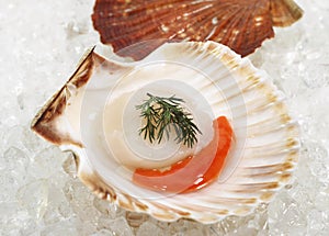 Fresh Scallops and Dill, pecten maximus on Ice