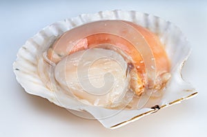 Fresh Scallops isolated on white background, Scallops on White Background With clipping path,