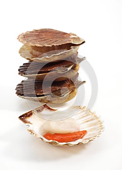 FRESH SCALLOPS pecten maximus AGAINST WHITE BACKGROUND