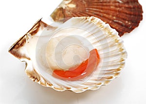 Fresh Scallops, pecten maximus against White Background