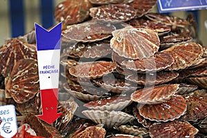 Fresh Scallops, pecten maximus at Fish Shop