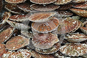 Fresh Scallops, pecten maximus at Fish Stall