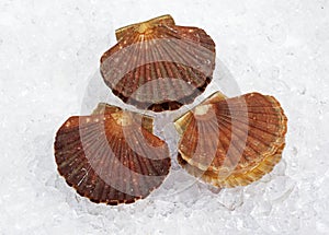 FRESH SCALLOPS pecten maximus ON ICE
