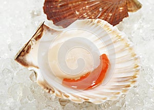 Fresh Scallops, pecten maximus on Ice