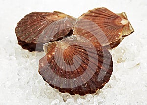 Fresh Scallops, pecten maximus on Ice