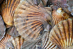 Fresh scallops for sale at a London fishmongers