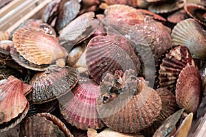 Fresh scallops for sale in the market. Pecten maximus